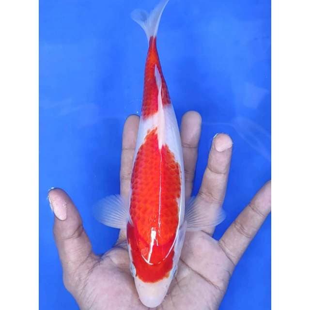 25 Cm #KOHAKU STRONG