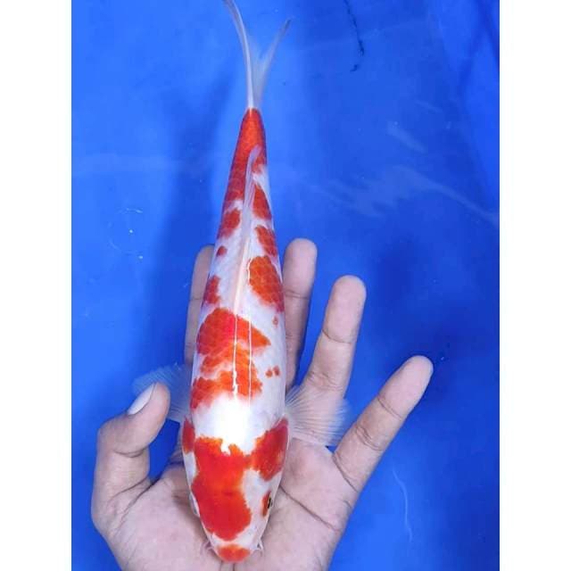27 cm #KOHAKU