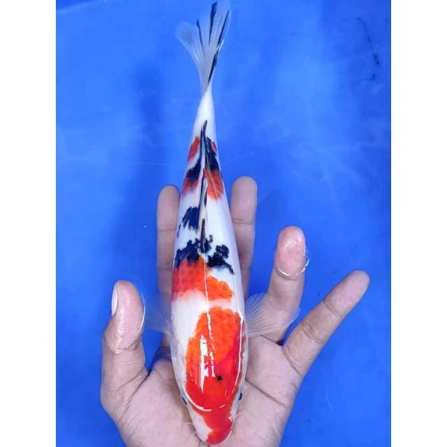 26 cm # SHANKE