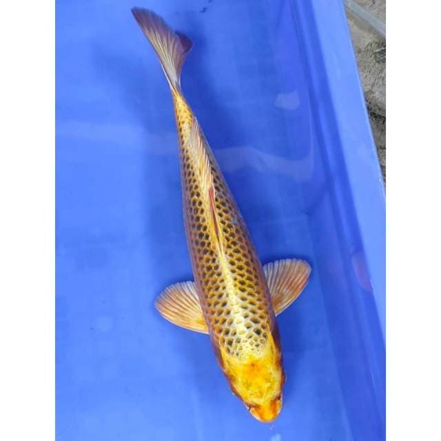 30 cm # KINMATSUBA