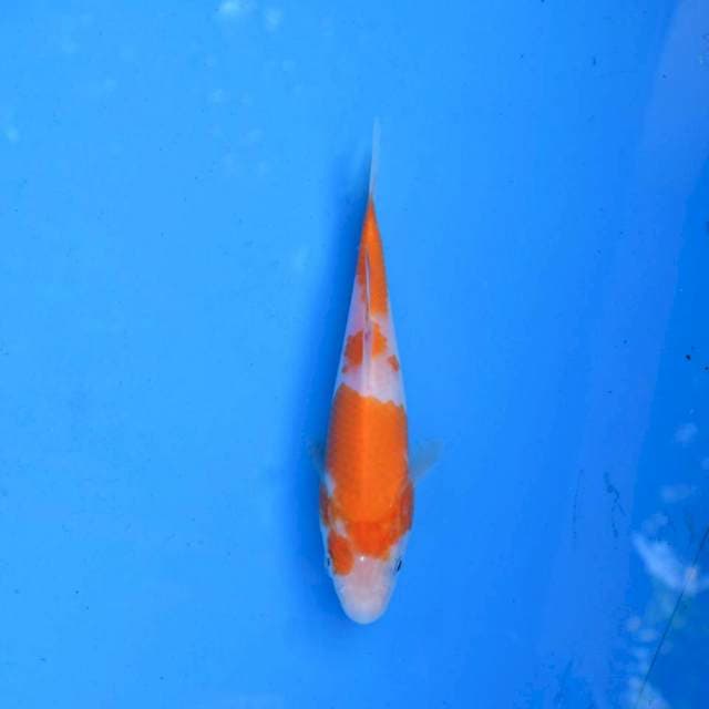 Kohaku F1