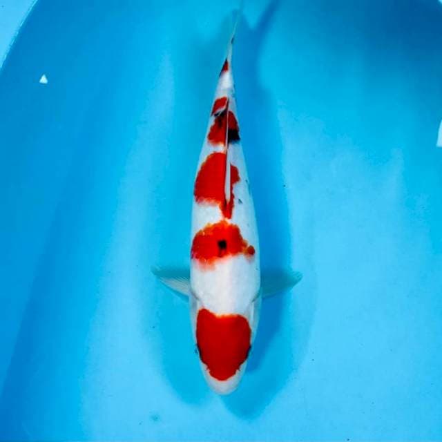 Sanke, 28 cm