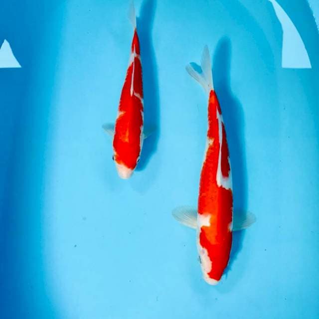 Kohaku, 25&30 cm