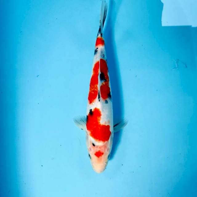 Sanke, 27 cm