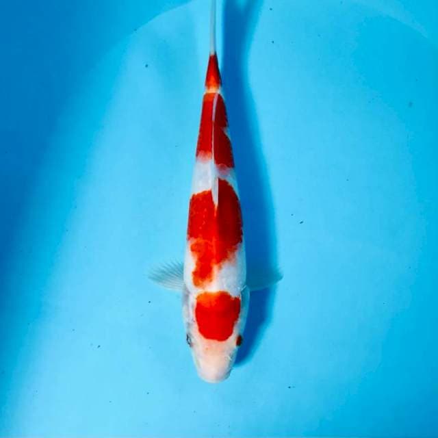 Kohaku, 26 cm