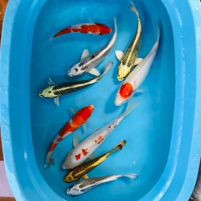 Mix 25-30 cm