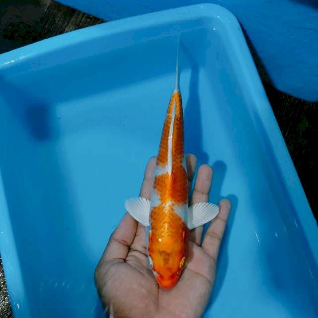 Kujaku 25 cm