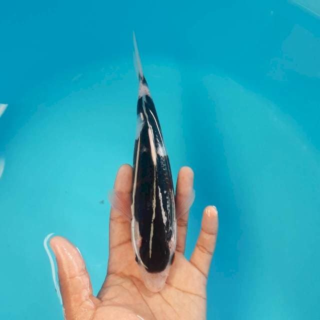 Black Kohaku Ori 23cm