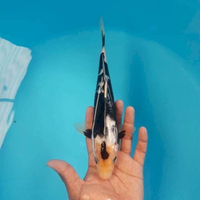Naga Hitam 25cm