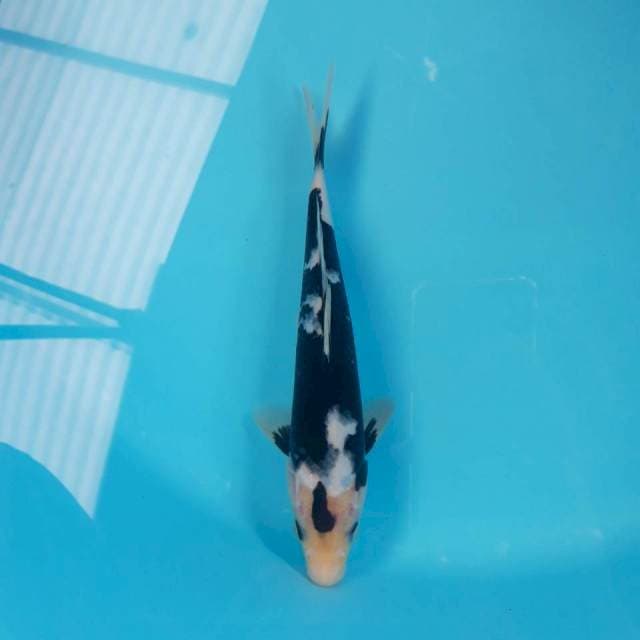 Naga Hitam 25cm