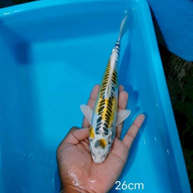 Kujaku Doit 26cm