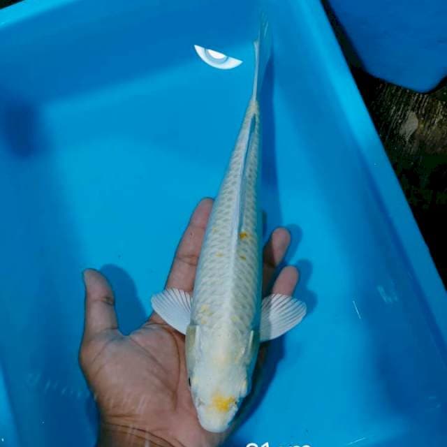 Ogon 31cm