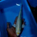 Ogon 31cm