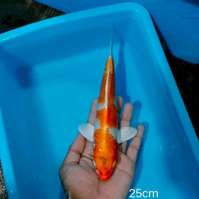 Kujaku 25cm