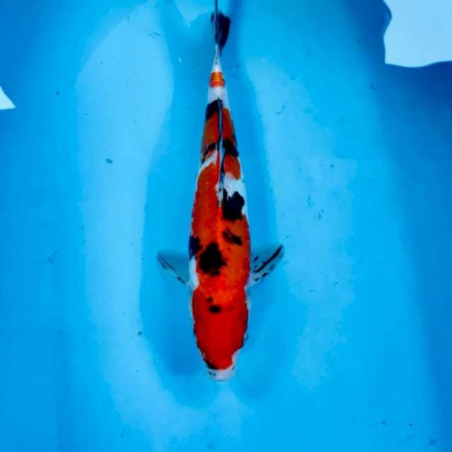Sanke doitsu, 28 cm