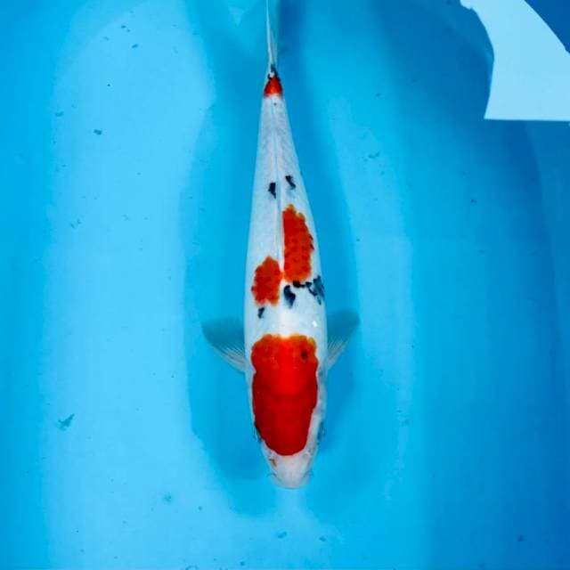 Sanke, 32 cm
