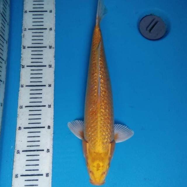 Yamabuki Ogon 42 cm
