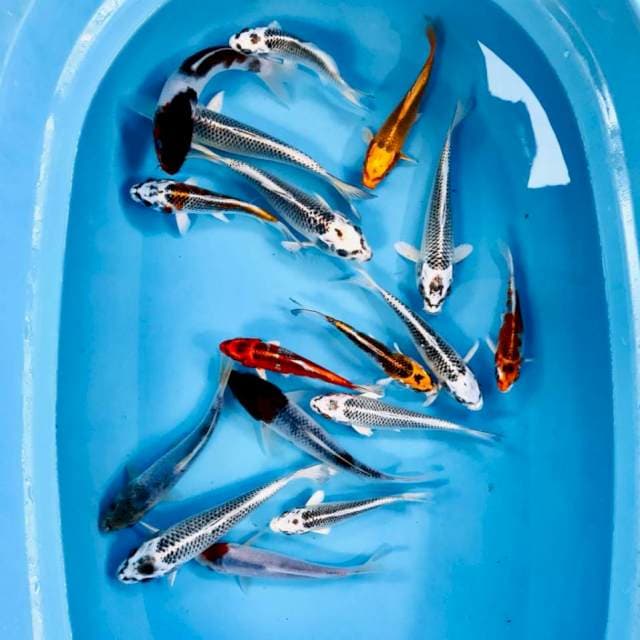 Mix koi 18 ekor 15-20 cm