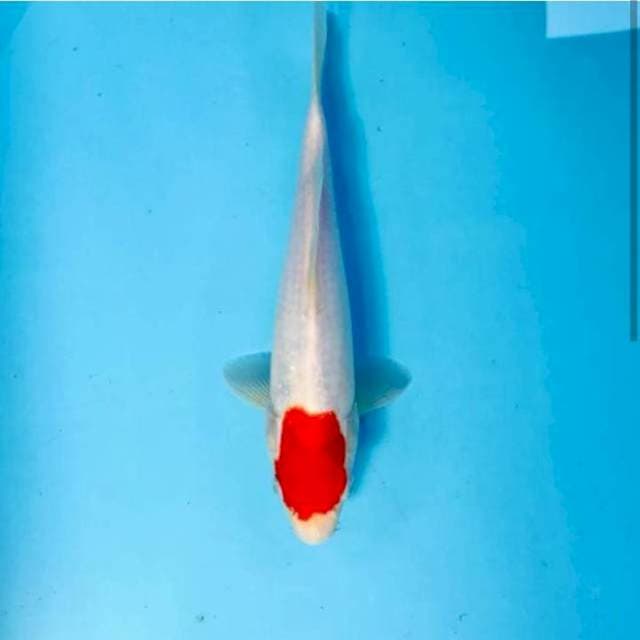 Tancho Kohaku, 25 cm