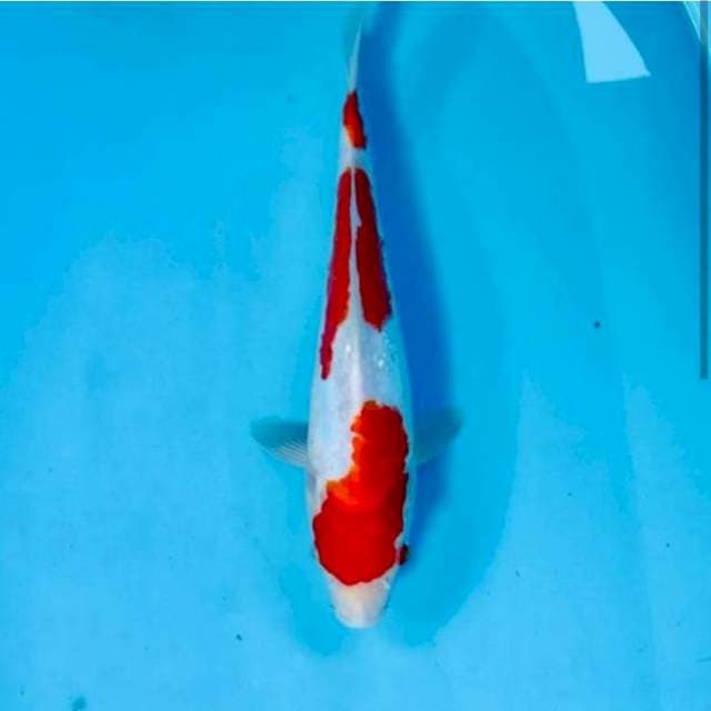 Kohaku Doitsu, 27 cm