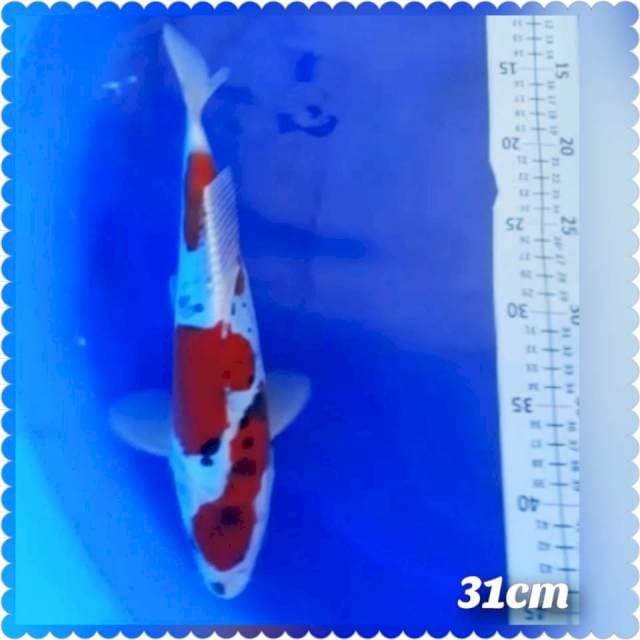 Sanke 31cm