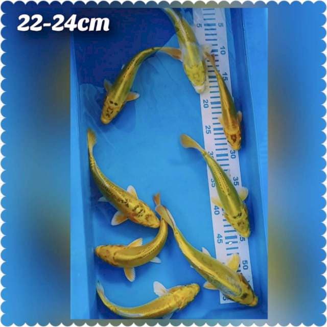 Ogon doidsu 20+24cm 8ekor