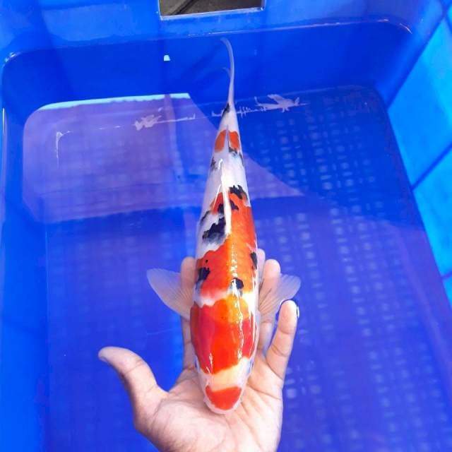 Sanke Kuchibeni Ori 33cm