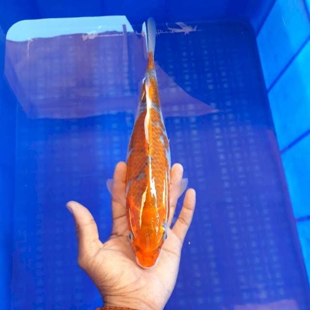 Goshiki Mantap 26cm