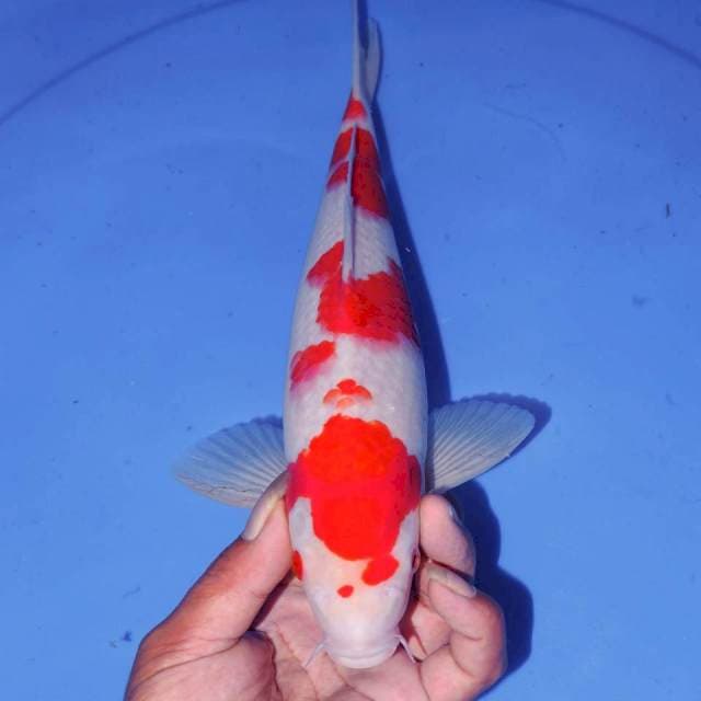31cm KOHAKU HQ