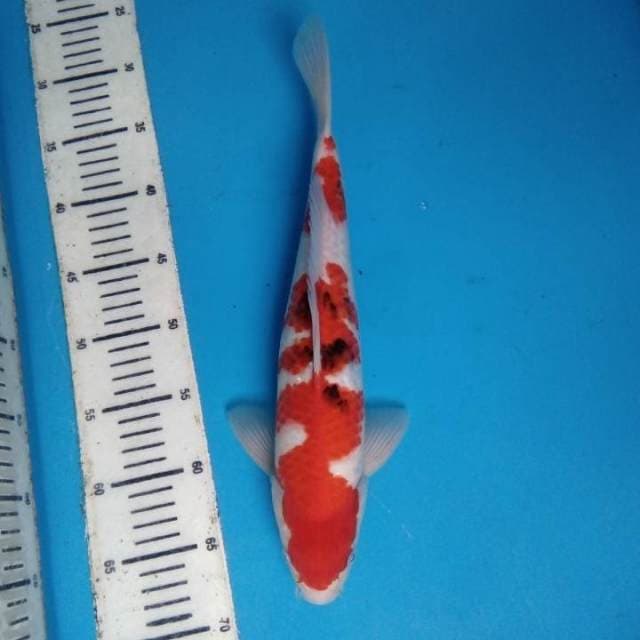 Sanke 37 cm
