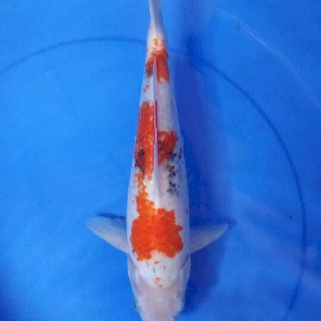 Sanke 38 cm