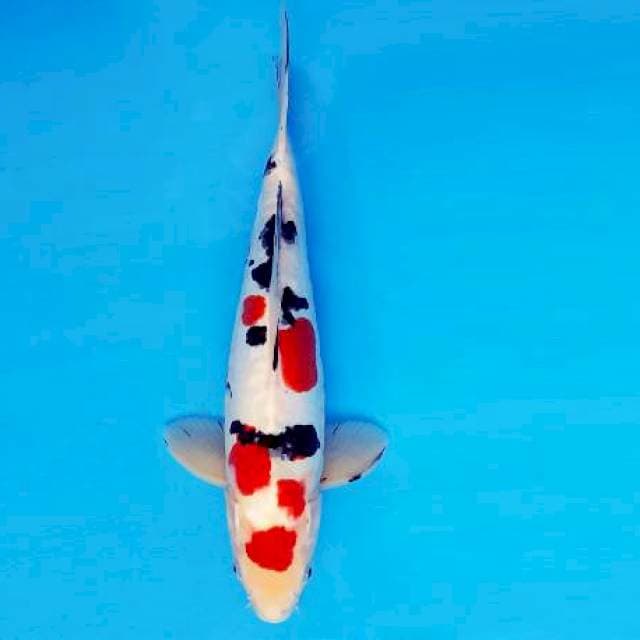 ATAKA 3 - Sanke Doitsu ®