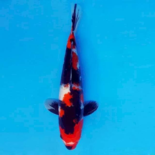 ATAKA 5 - Showa Sansoku ®