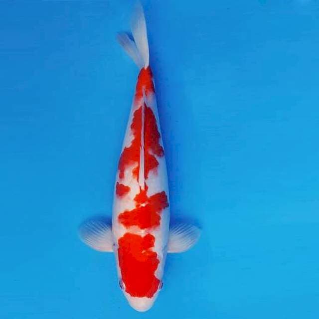 ATAKA 6 - Kohaku ®