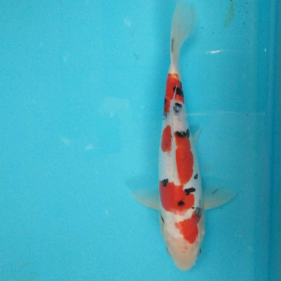 Sanke doitasu