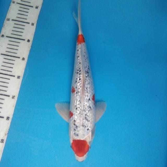 Kujaku Ginrin 37 cm