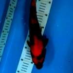 Hi showa 30cm