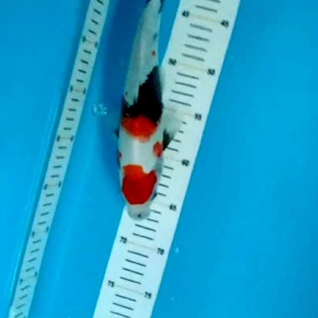 Showa 30cm