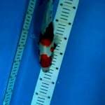 Showa 30cm