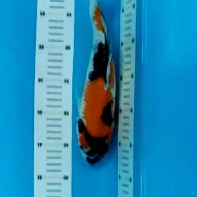 Showa 30cm
