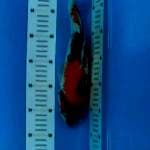 Showa 30cm