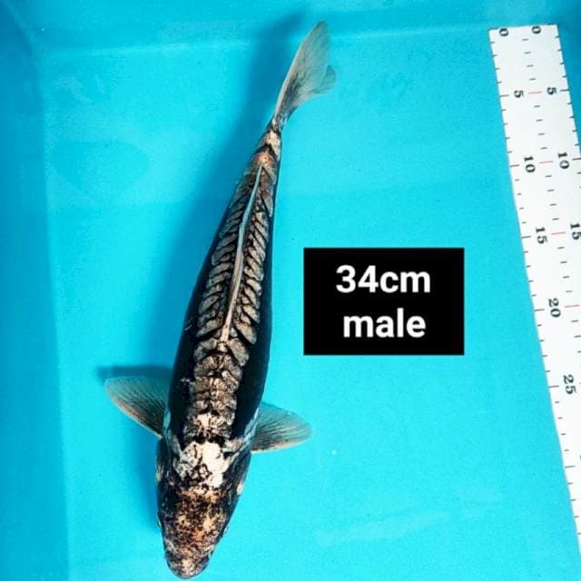 Antik kawari 34cm male