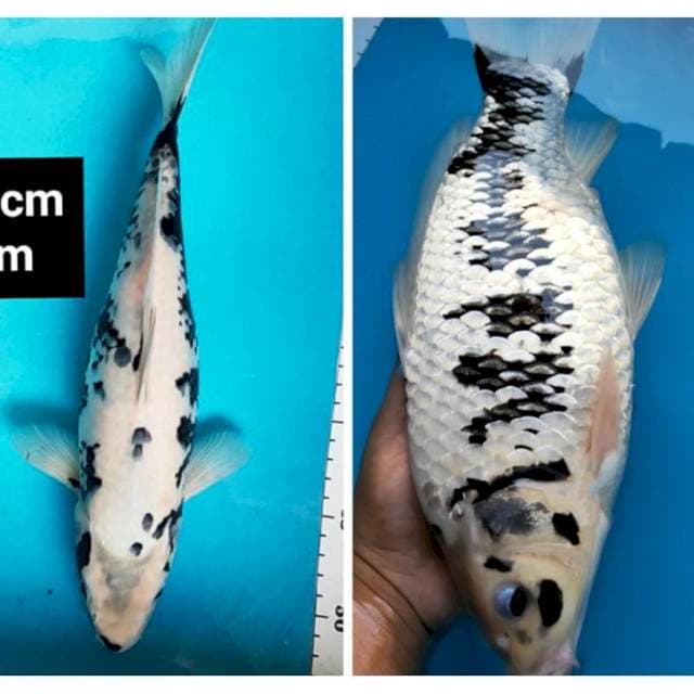 Matsukawabake 31cm