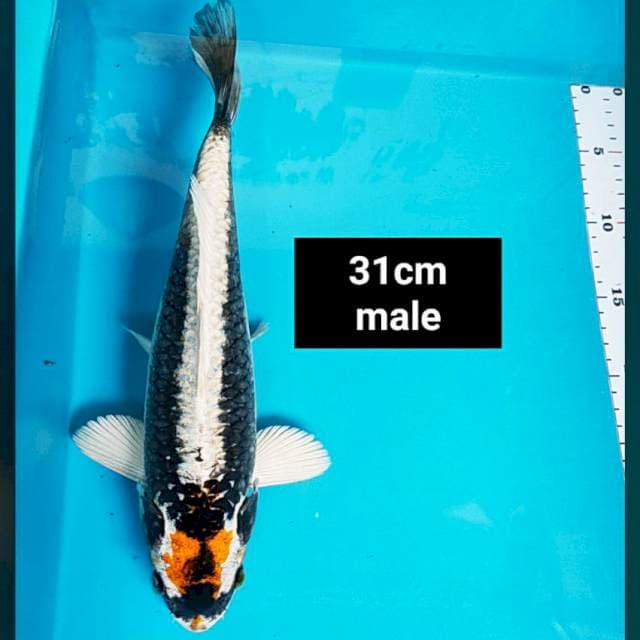 Tancho kabuto 31cm male