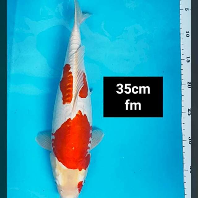 Kikushui punuk 35cm