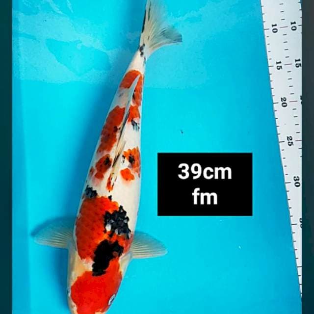 Good sanke 39cm
