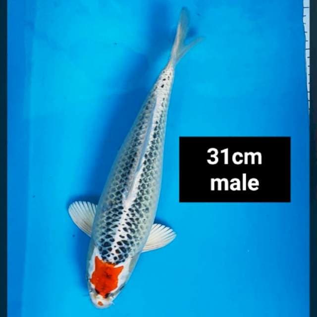 Tancho kujaku 31cm male