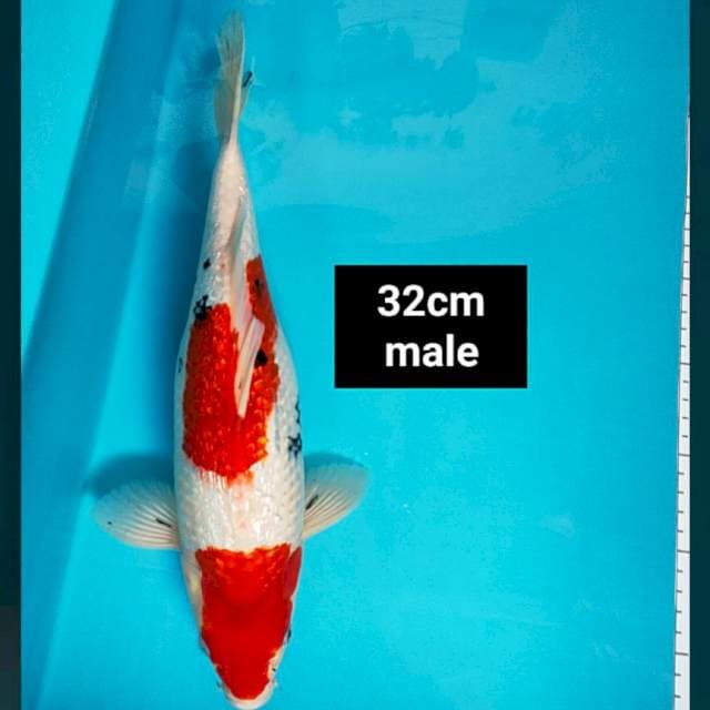 Ginrin tajima strong 32cm male