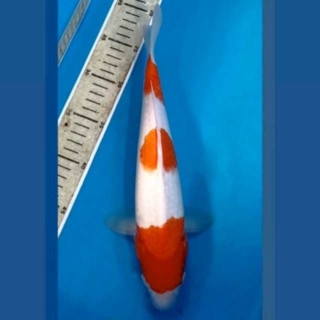 Kohaku, 30 cm