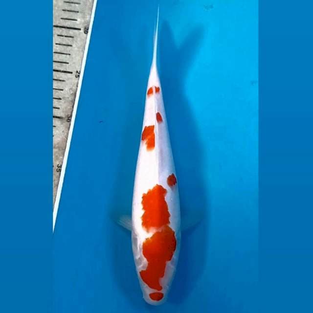 Kohaku, 27 cm